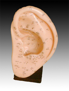 耳針灸模型22CM