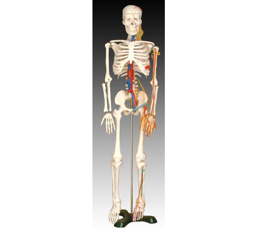 人體骨骼帶心臟與血管模型85CM